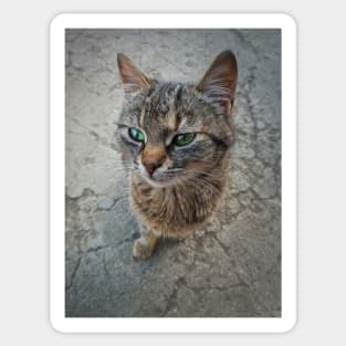 marvelous green eyes Sticker